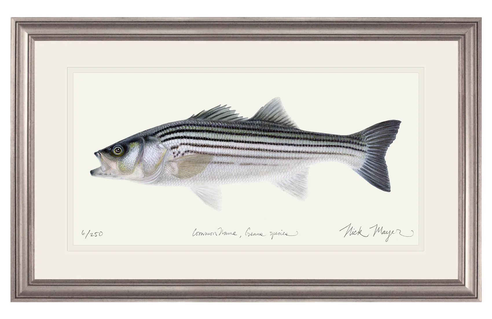 Schoolie Striped Bass Original Watercolor Painting