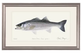 Schoolie Striped Bass Original Watercolor Painting